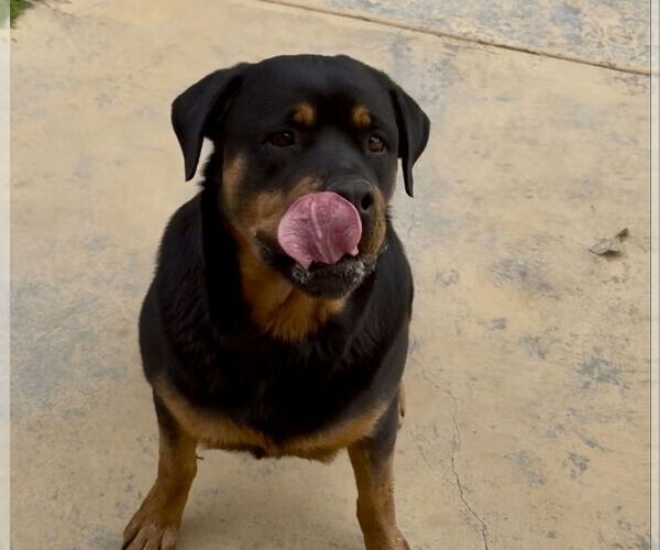Medium Photo #3 Rottweiler Puppy For Sale in Gilbert, AZ, USA