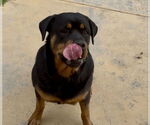 Small #2 Rottweiler