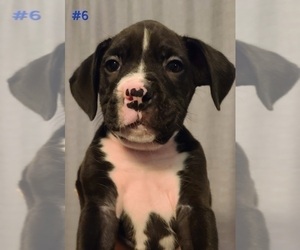 Boxer Puppy for sale in CHARITON, IA, USA