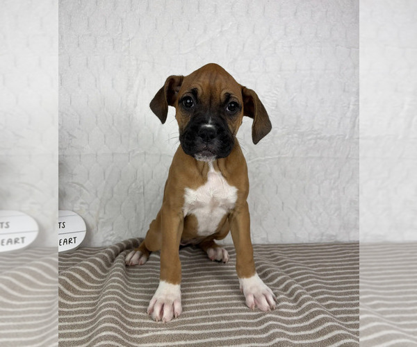 Medium Photo #1 Boxer Puppy For Sale in GREENFIELD, IN, USA