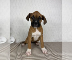 Small Boxer