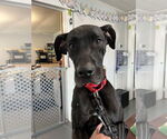 Small #1 Great Dane Mix