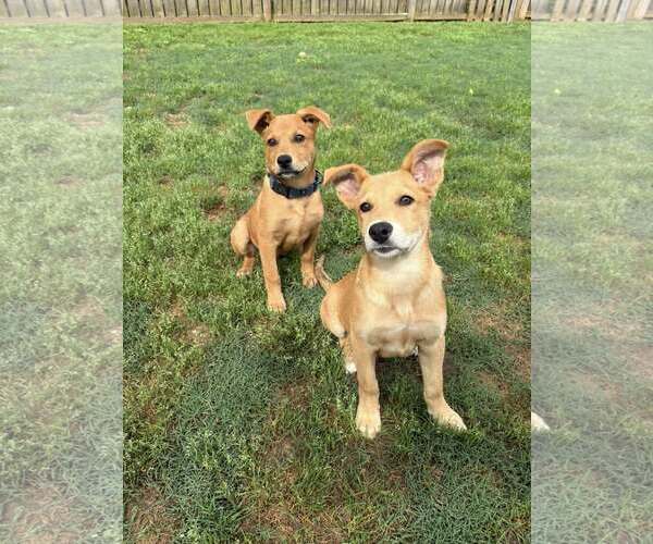 Medium Photo #3 Mutt Puppy For Sale in Greenville, SC, USA