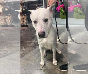 Mutt Dogs for adoption in Rockwall, TX, USA