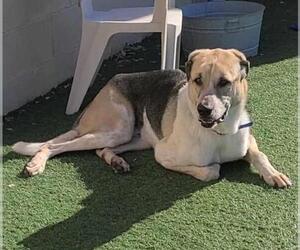 Coonhound-Great Pyrenees Mix Dogs for adoption in Rockwall, TX, USA