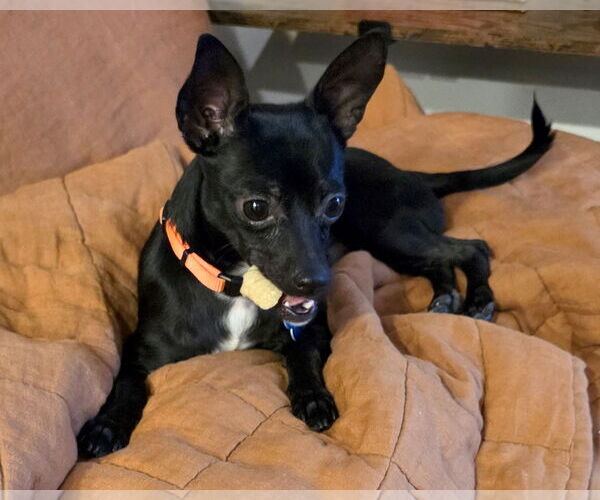 Medium Photo #2 Chihuahua-Unknown Mix Puppy For Sale in Corona, CA, USA