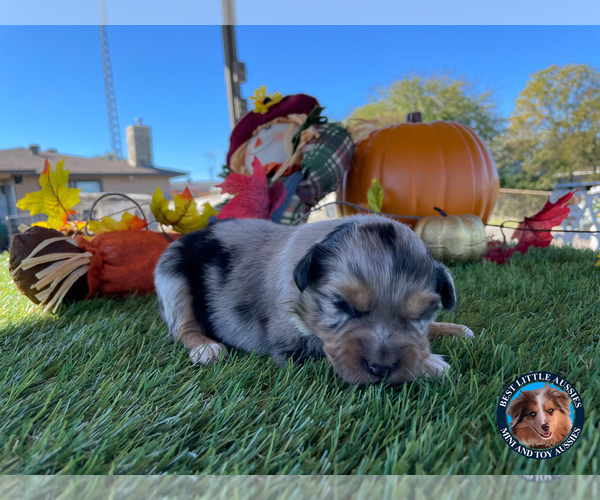 Medium Photo #10 Miniature Australian Shepherd Puppy For Sale in GRANBURY, TX, USA