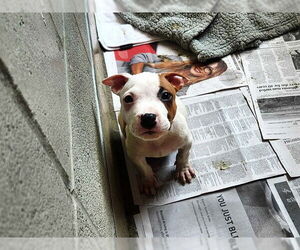 Medium American Bulldog Mix