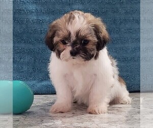 Zuchon Puppy for sale in ARTHUR, IL, USA