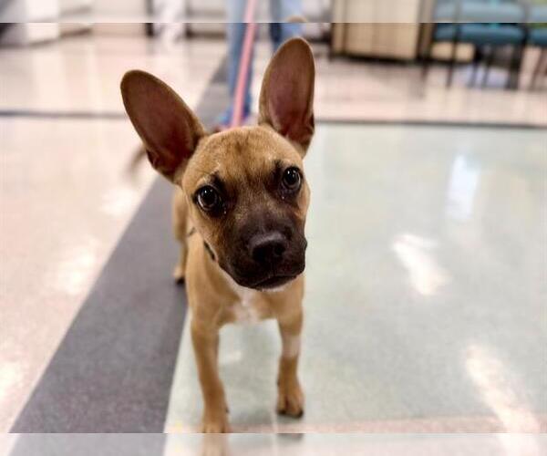 Medium Photo #1 French Bulldog-Unknown Mix Puppy For Sale in Santa Rosa, CA, USA