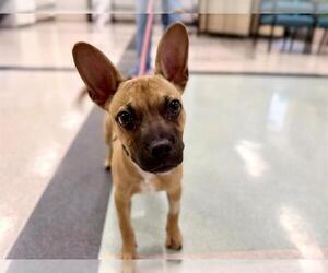 French Bulldog-Unknown Mix Dogs for adoption in Santa Rosa, CA, USA