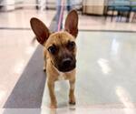 Small French Bulldog Mix