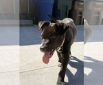 Small #6 Labrador Retriever Mix