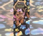 Small Photo #3 Yorkshire Terrier Puppy For Sale in AKRON, OH, USA