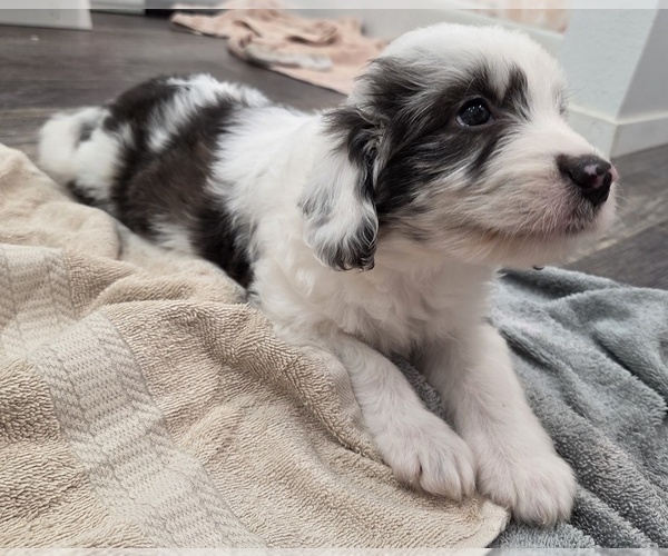 Medium Photo #22 Aussiedoodle Puppy For Sale in WILLS POINT, TX, USA