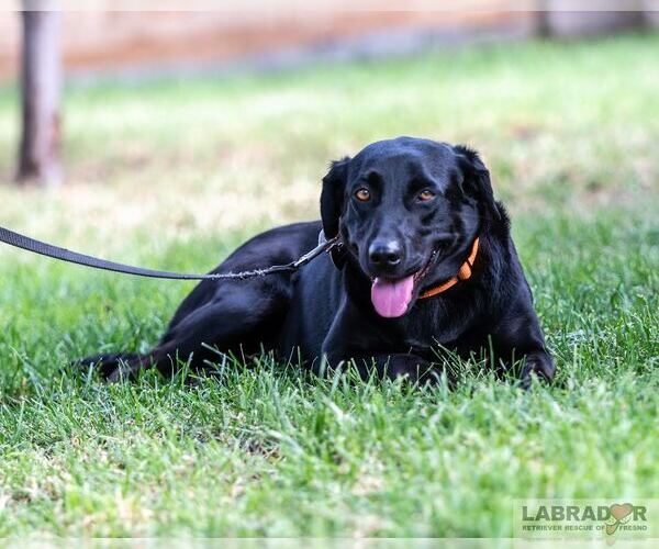 Medium Photo #4 Labrador Retriever Puppy For Sale in Clovis, CA, USA