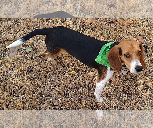 Medium Photo #1 Beagle Puppy For Sale in Mount Airy, NC, USA