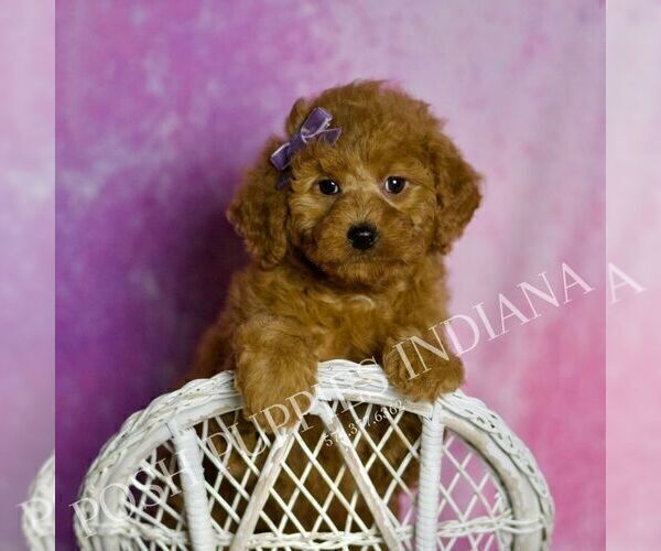 Medium Photo #36 Goldendoodle (Miniature) Puppy For Sale in WARSAW, IN, USA