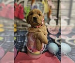 Small Photo #14 Golden Retriever Puppy For Sale in CUMMING, GA, USA