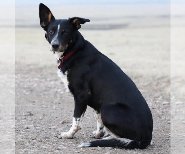 Medium Photo #1 Cattle Collie Dog Puppy For Sale in PROSPECT, VA, USA