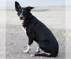 Father of the Cattle Collie Dog puppies born on 07/09/2025