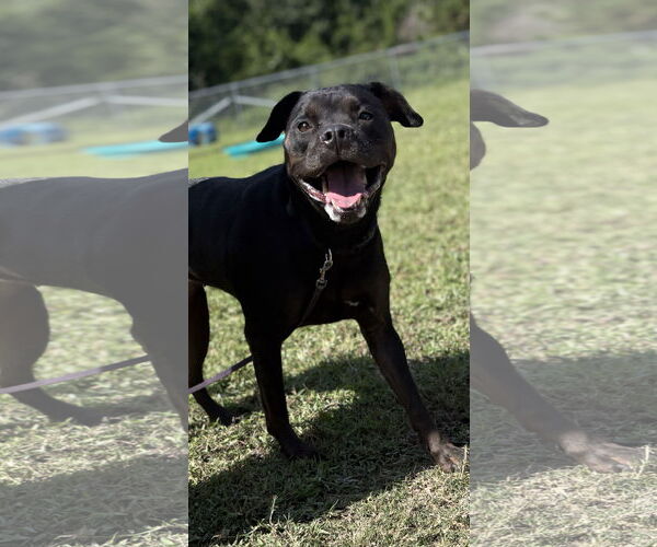 Medium Photo #3 Mutt Puppy For Sale in Virginia Beach, VA, USA