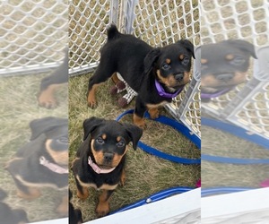 Rottweiler Puppy for sale in BRAHAM, MN, USA
