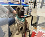 Small #1 Presa Canario