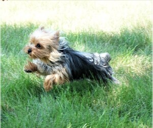 Mother of the Morkie puppies born on 06/08/2025