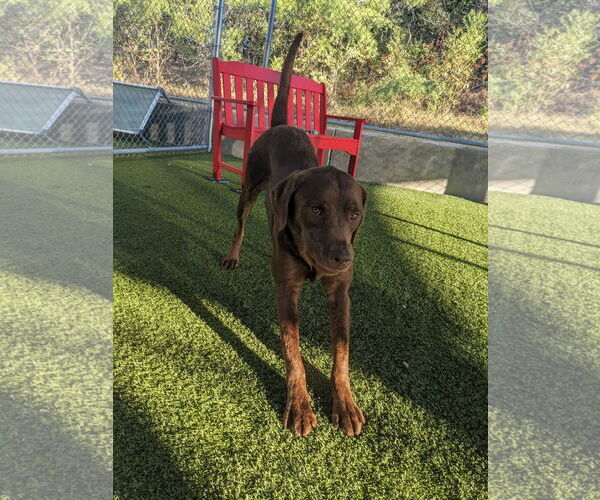 Medium Photo #4 Labrador Retriever-Unknown Mix Puppy For Sale in NEWPORT NH, NH, USA