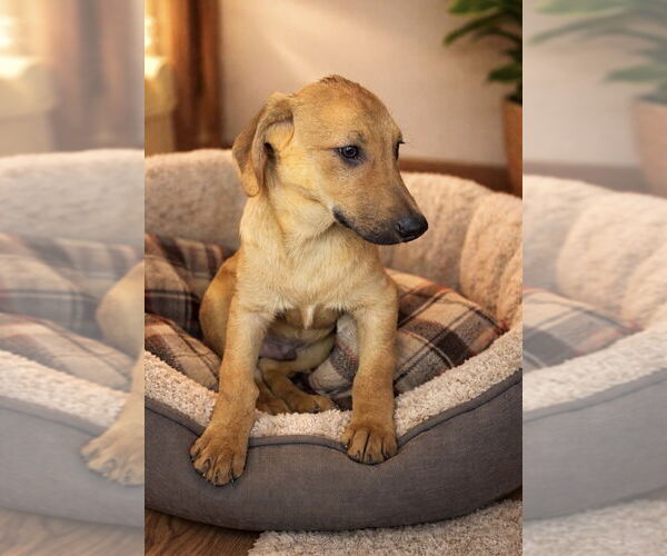 Medium Photo #8 Labrador Retriever Puppy For Sale in San Diego, CA, USA