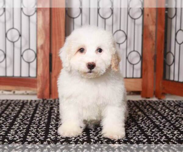 Medium Photo #1 Bichpoo Puppy For Sale in NAPLES, FL, USA