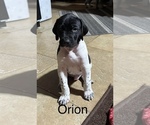 Puppy Puppy 1 German Shorthaired Pointer