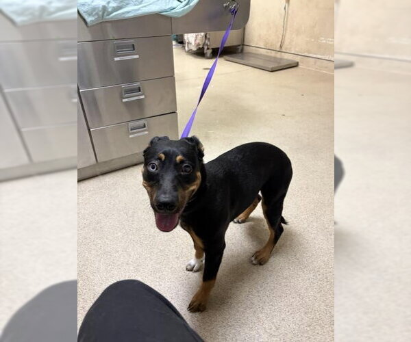 Medium Photo #1 Rottweiler-Unknown Mix Puppy For Sale in Riverside, CA, USA