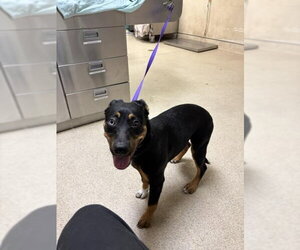 Rottweiler-Unknown Mix Dogs for adoption in Riverside, CA, USA