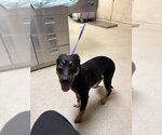 Small Rottweiler Mix