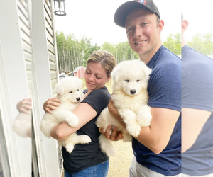 Samoyed Puppy for sale in SAN JOAQUIN, CA, USA