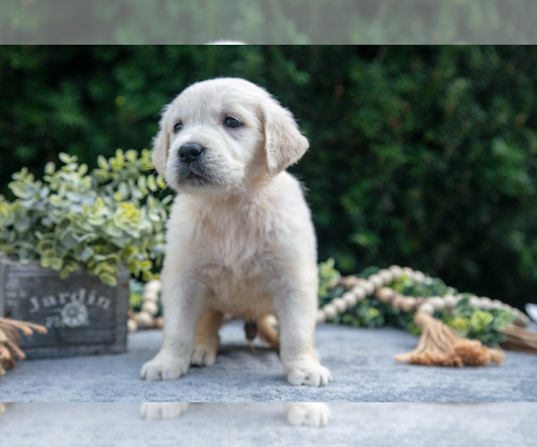 Medium Photo #4 English Cream Golden Retriever Puppy For Sale in HARLAN, IN, USA