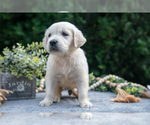 Small #2 English Cream Golden Retriever