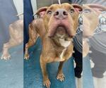 Small Staffordshire Bull Terrier