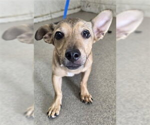 Chihuahua-Unknown Mix Dogs for adoption in San Bernardino, CA, USA