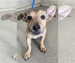 DIEGO - Male Chihuahua-Unknown Mix Dog for Adoption - Small photo