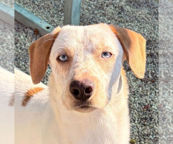 Medium Photo #1 Labrador Retriever-Unknown Mix Puppy For Sale in Jefferson, WI, USA