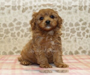 Cavapoo Puppy for Sale in DENVER, Pennsylvania USA