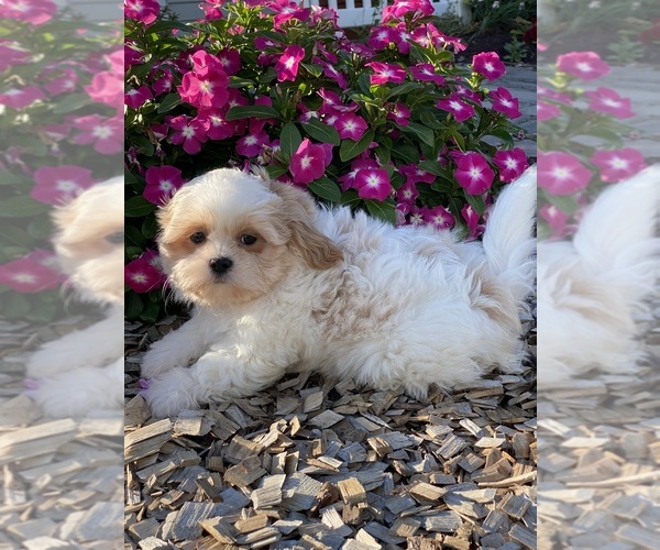 Medium Photo #4 Shih Tzu Puppy For Sale in CANOGA, NY, USA
