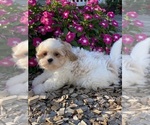 Small #3 Shih Tzu