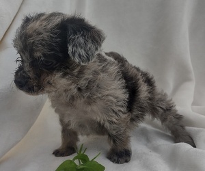 Wapoo Puppy for Sale in SENECA FALLS, New York USA