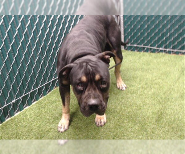 Medium Photo #1 Rottweiler Puppy For Sale in Downey, CA, USA