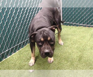 Rottweiler Dogs for adoption in Downey, CA, USA