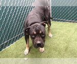 Small Rottweiler